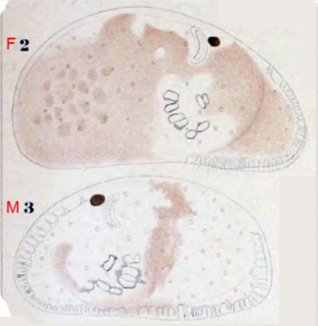 Proviamoci con gli Ostracodi marini